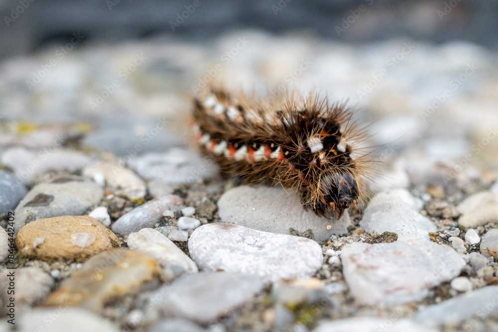 Caterpillar-like creature moving among rocks on the ground Caterpillar-like creature moving among rocks on the ground