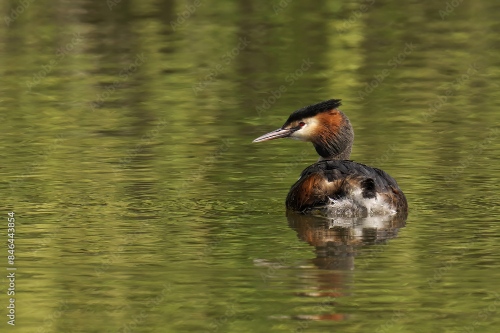 Fototapeta premium Great crested grebe swimming in green water