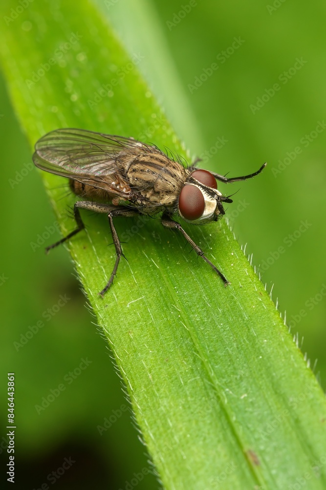 Closeup of a root maggot fly on a green leaf Closeup of a root maggot fly on a green leaf
