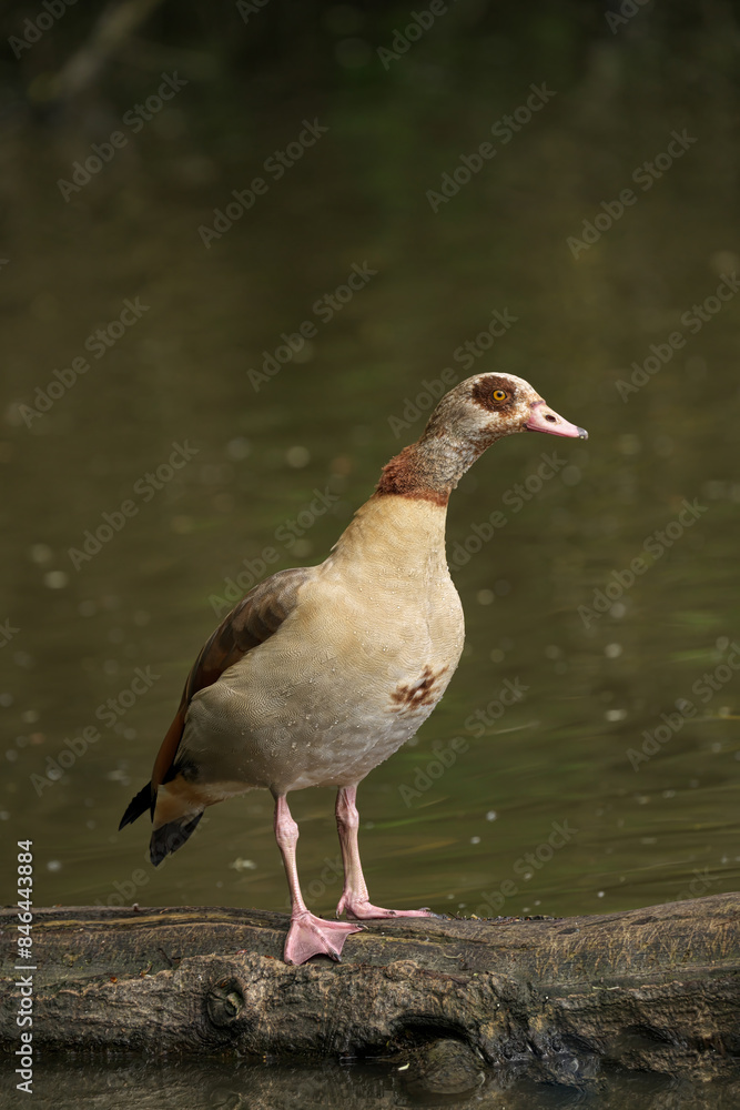 Egyptian goose perched on a log in water Egyptian goose perched on a log in water