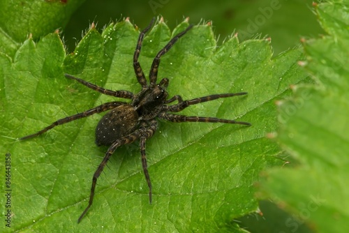 Closeup shot of a common wolf spider on a green leaf