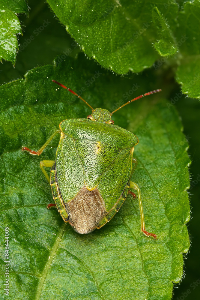 Closeup shot of a common green shieldbug
perched on green foliage Closeup shot of a common green shieldbug
perched on green foliage