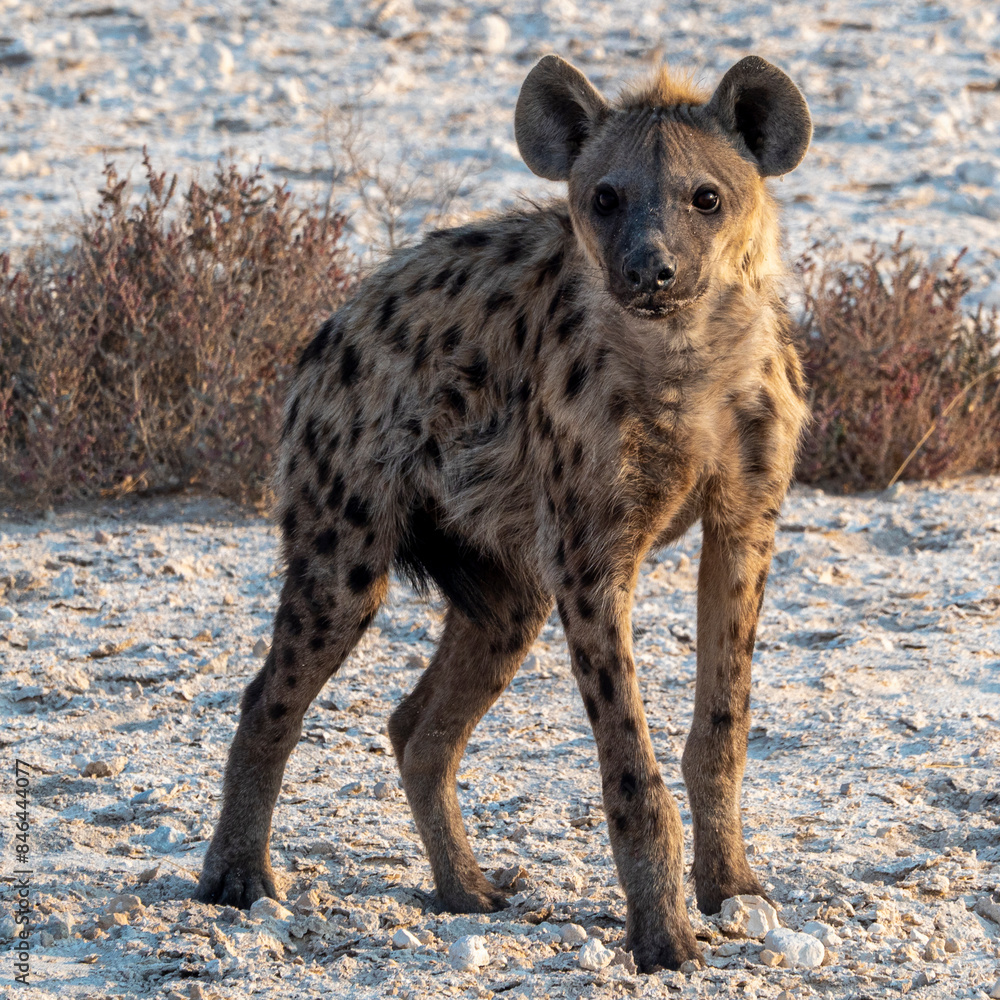 Solitary hyena pondering its surroundings Solitary hyena pondering its surroundings