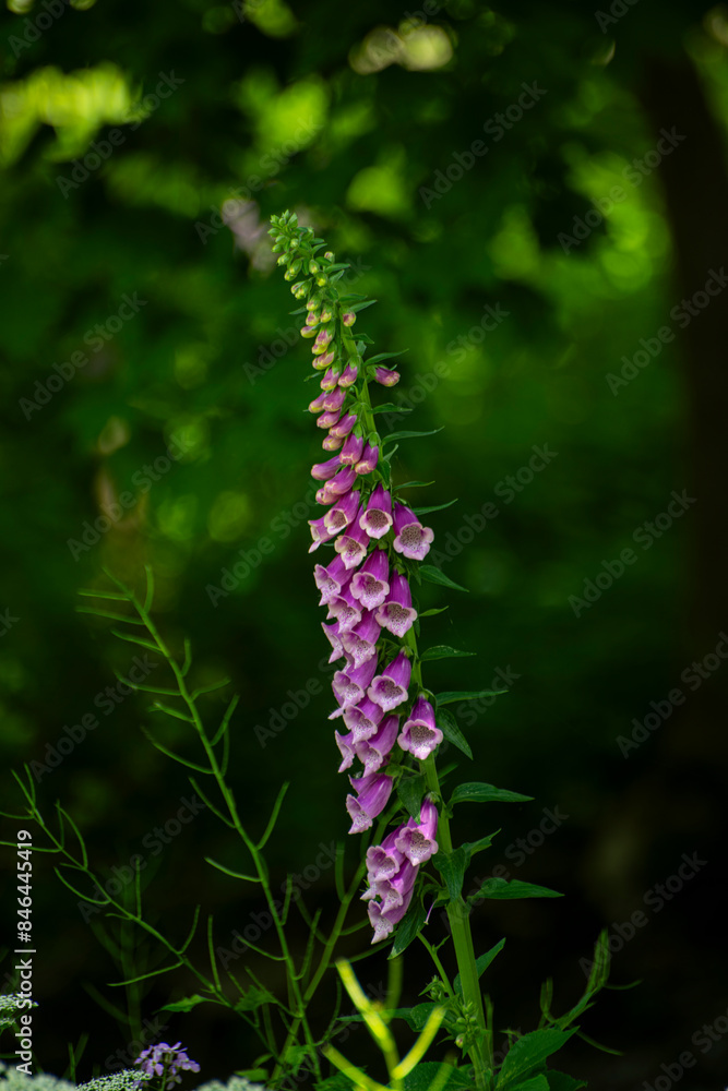 a purple flower sits in a garden near a green leafy tree