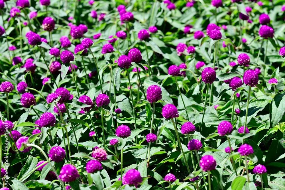 Globosa 'Ping Pong Purple' flowers with green foliage in a meadow