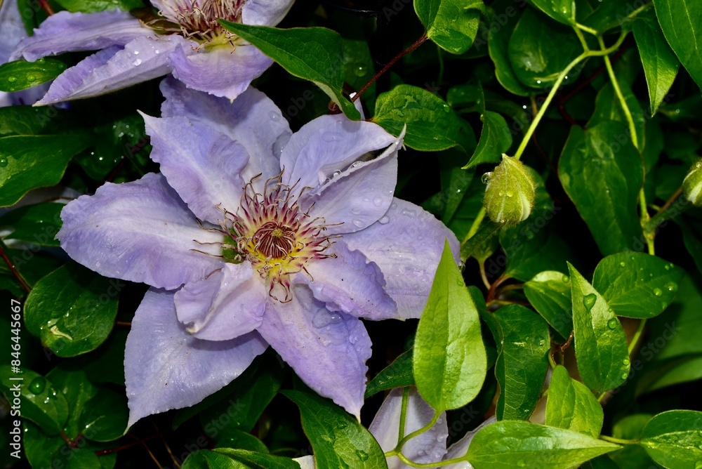 Tranquility flowers with green leaves on a deep background Tranquility flowers with green leaves on a deep background