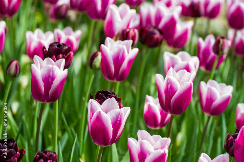Pink and white tulips with dark centers in a field