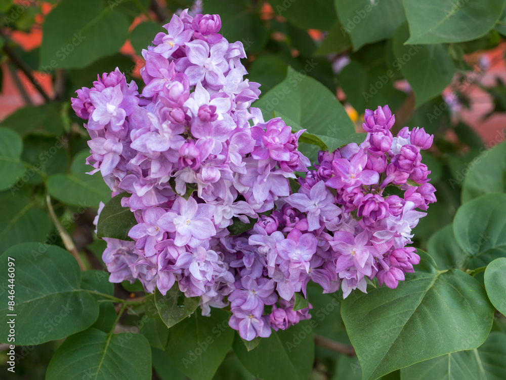 Fototapeta premium lilac close up