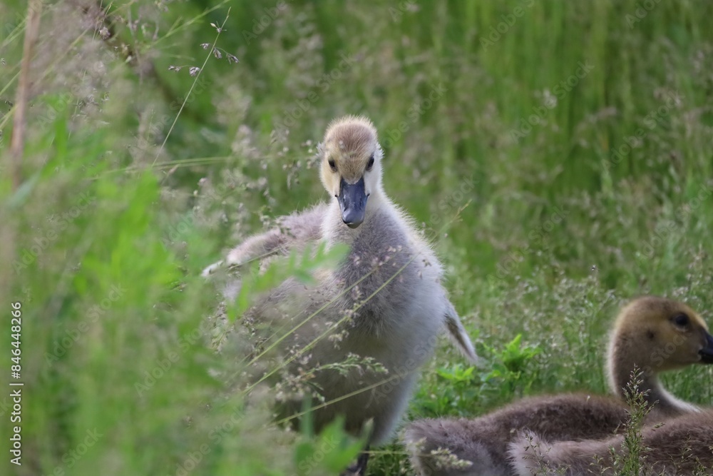 An image of a curious gosling foraging in the tall grass with other goslings in front of it An image of a curious gosling foraging in the tall grass with other goslings in front of it