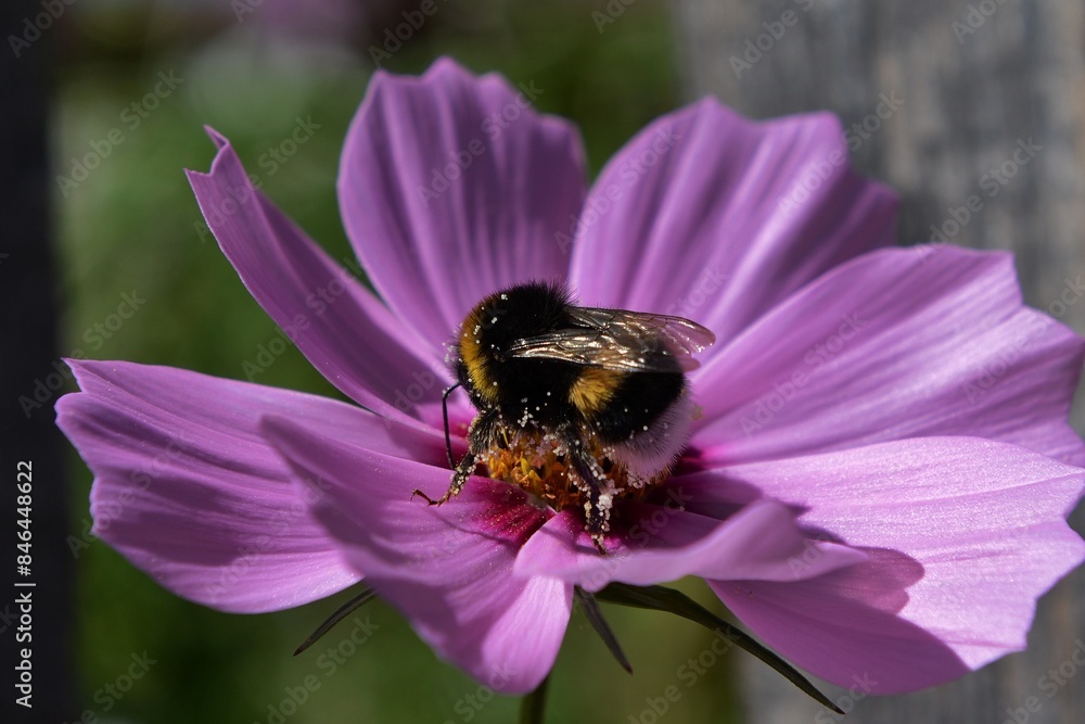 A Close-up of a Bee on a Flower A Close-up of a Bee on a Flower