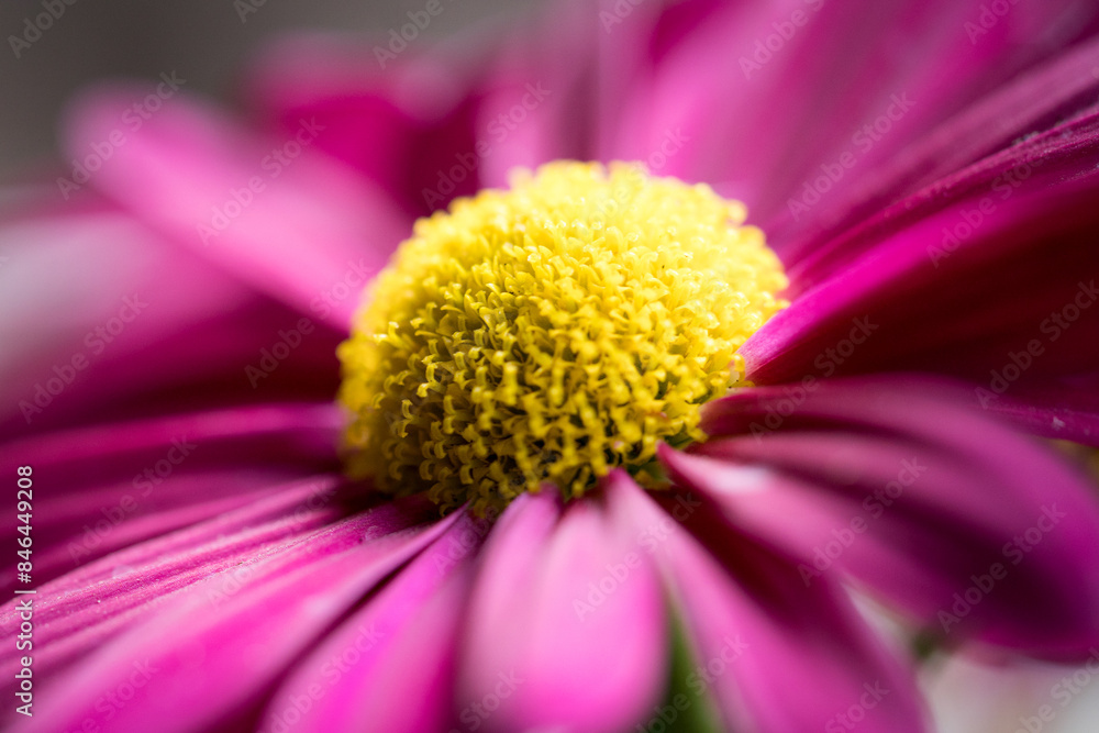 a close up of a purple flower with the petals out a close up of a purple flower with the petals out