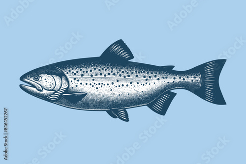 Salmon fish. Vintage engraving illustration, icon, logo. Seafood. Vector drawing. Blue background. hand drawnt