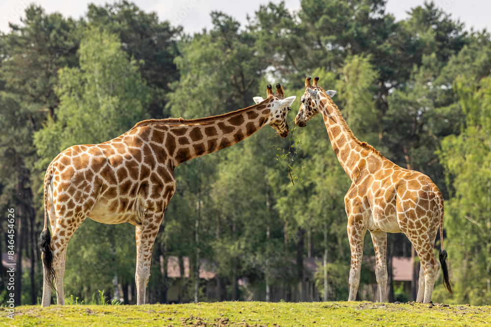 Two Nubian giraffes nuzzling on green grass Two Nubian giraffes nuzzling on green grass