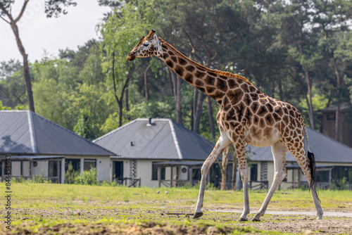 Photography Nubian giraffe strolling in front of houses with tall trees in the background