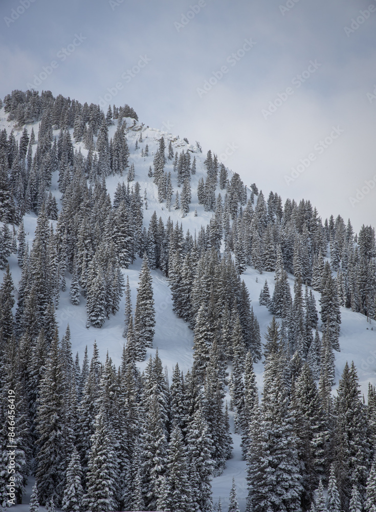 Shot of skiers skiing among trees on a mountain slope Shot of skiers skiing among trees on a mountain slope