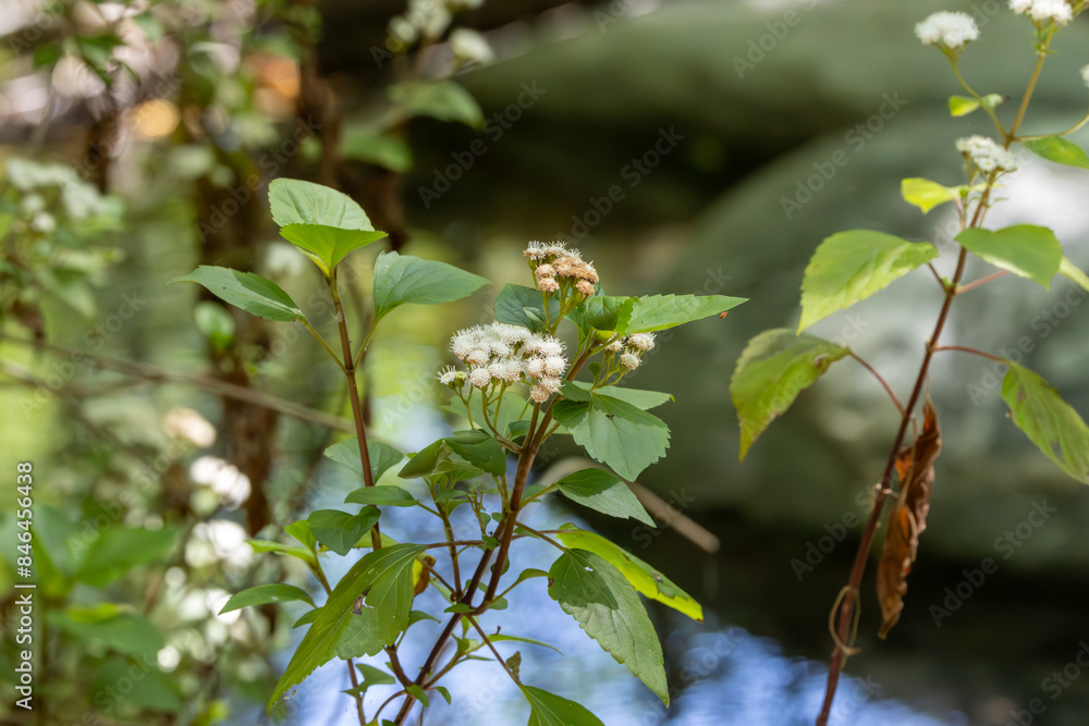 Beautiful plant near a stream in the forest Beautiful plant near a stream in the forest
