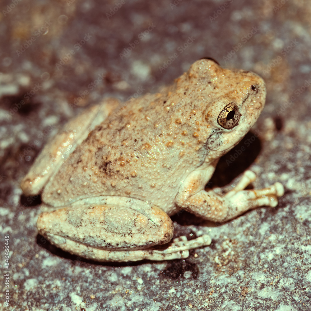 Brown frog resting on a rocky surface Brown frog resting on a rocky surface