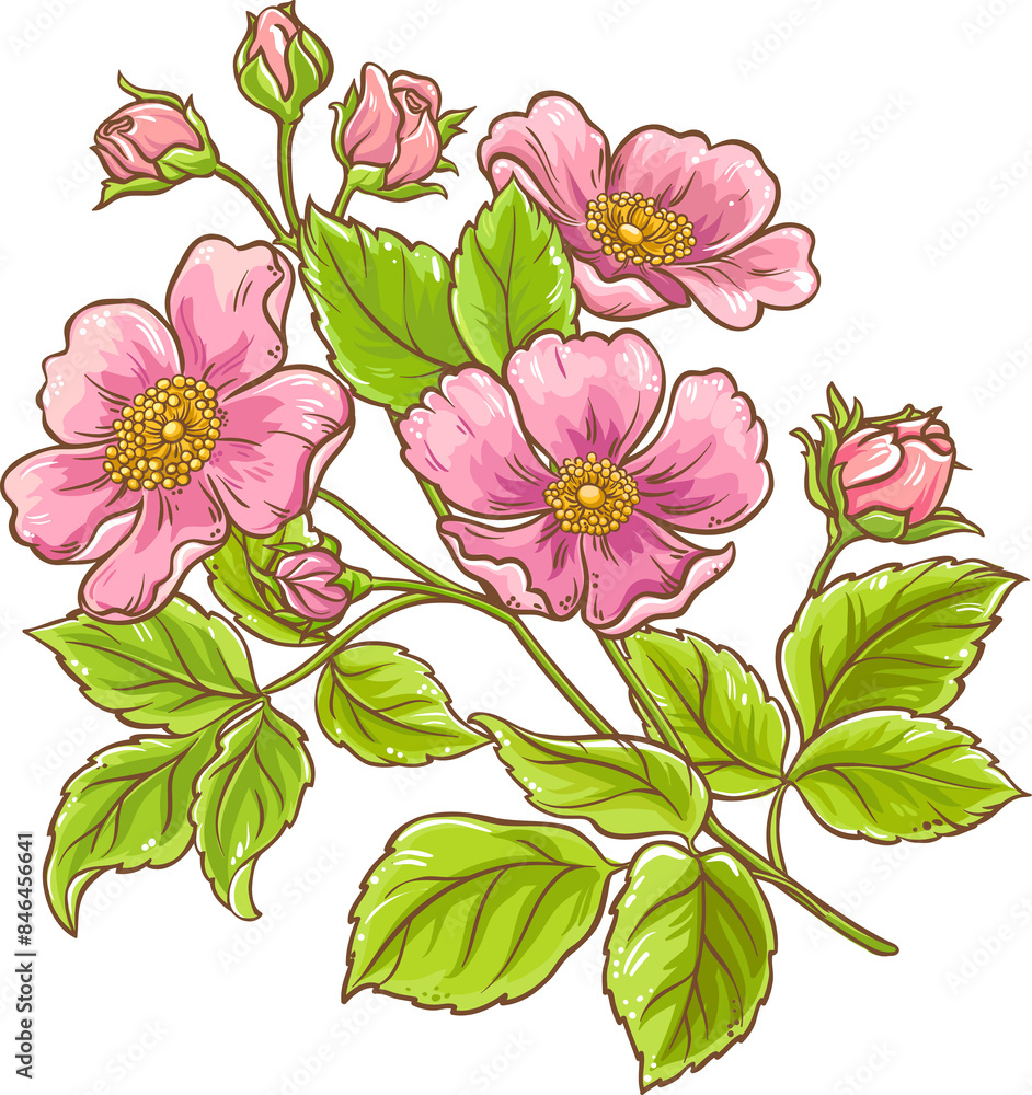 Dog Rose Branch with Flowers and Leaves Colored Detailed Illustration. Organic natural nutritional healthy food ingredient. Dog Rose Branch with Flowers and Leaves Colored Detailed Illustration. Organic natural nutritional healthy food ingredient.