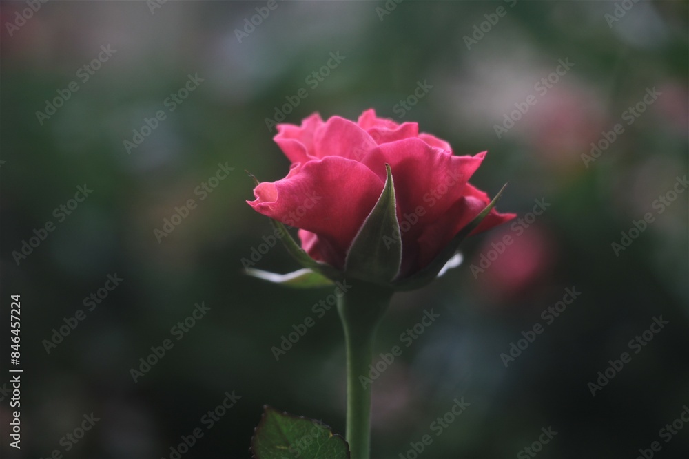 rose blooming with colour for pink, red, orange.feature rose blooming with colour for pink, red, orange.feature