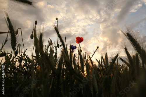 Red poppy among a cornflower field photo