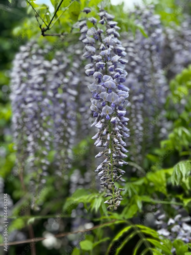 blooming wisteria, flowers in spring, hanging vine, purple flowers blooming wisteria, flowers in spring, hanging vine, purple flowers