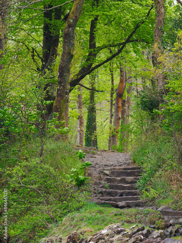 Forest trail with steps and trees