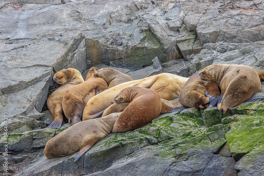 Fototapeta premium Sea lions sleeping on one of the Eclaireur Islands in the Beagle Channel, just outside the harbor of Ushuaia