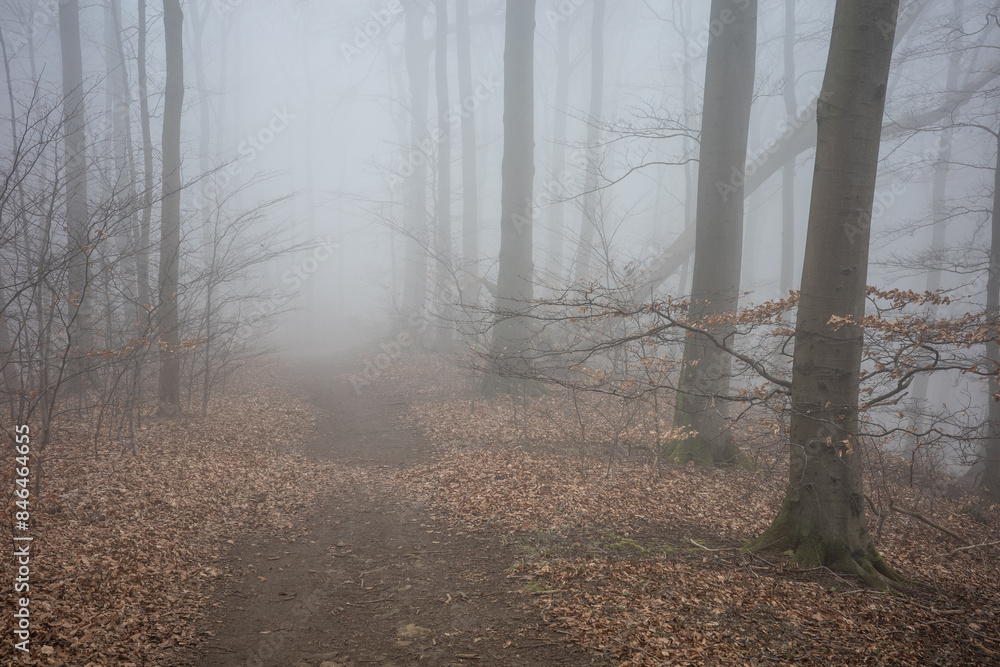 Obraz premium The forest in a fog.