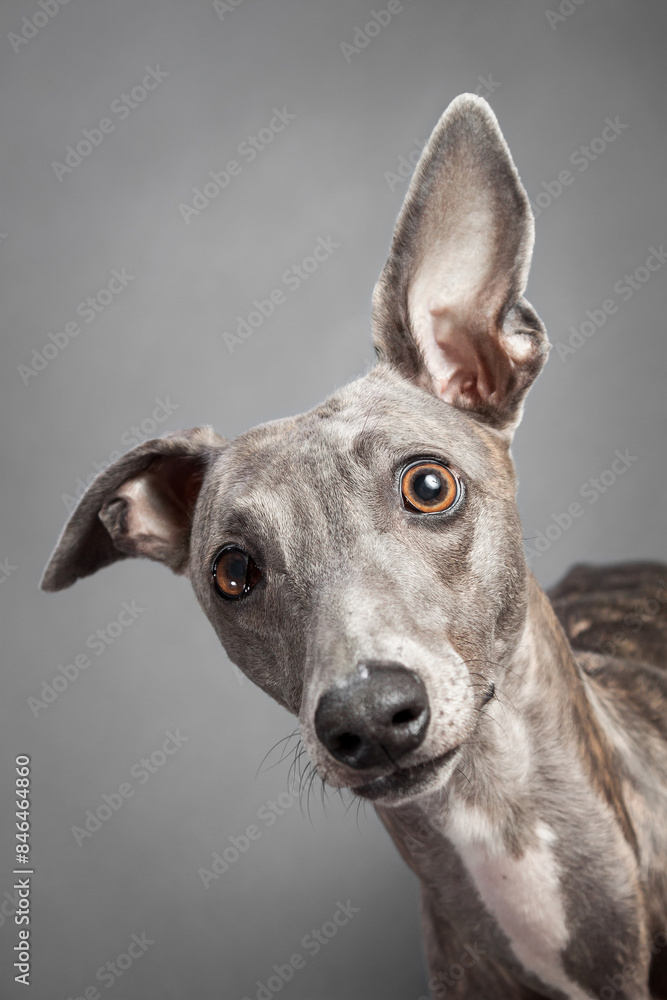 brindle whippet dog sitting close up portrait in the studio on a grey background looking up at the camera brindle whippet dog sitting close up portrait in the studio on a grey background looking up at the camera