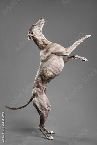 Fotografija brindle whippet dog standing on hind legs in the studio on a grey background