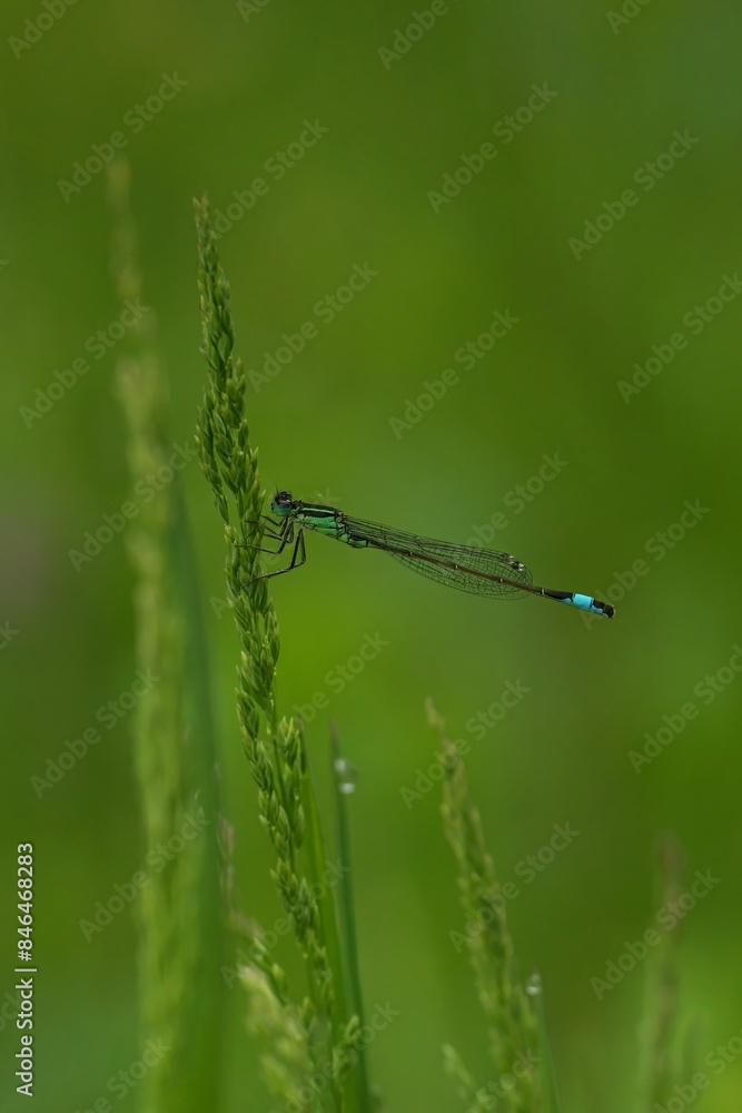 a blue and black dragonfly is perched on a stalk a blue and black dragonfly is perched on a stalk