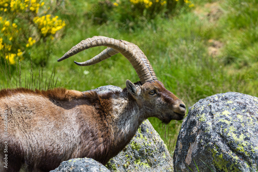 Spanish ibex in Sierra de Gredos, Avila, Castilla y Leon, Spain. Spanish ibex in Sierra de Gredos, Avila, Castilla y Leon, Spain.