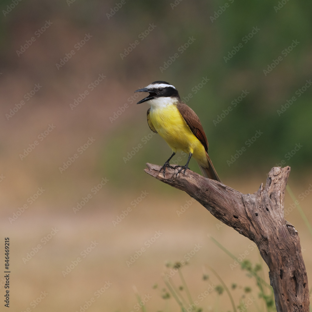 Tiny Great pitanga (Pitangus sulphuratus) with a yellow chest perched on a branch Tiny Great pitanga (Pitangus sulphuratus) with a yellow chest perched on a branch
