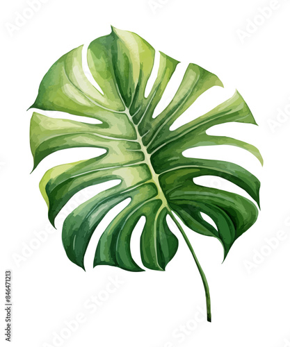 watercolor monstera clipart for graphic resources