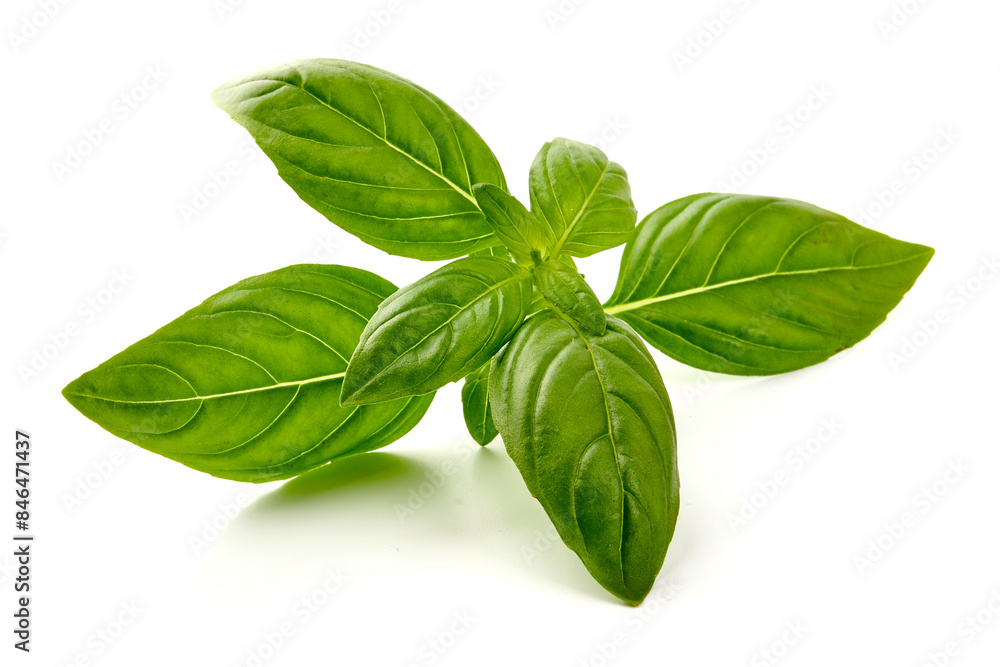 Fresh Green Basil Leaf, close-up, isolated on white background Fresh Green Basil Leaf, close-up, isolated on white background