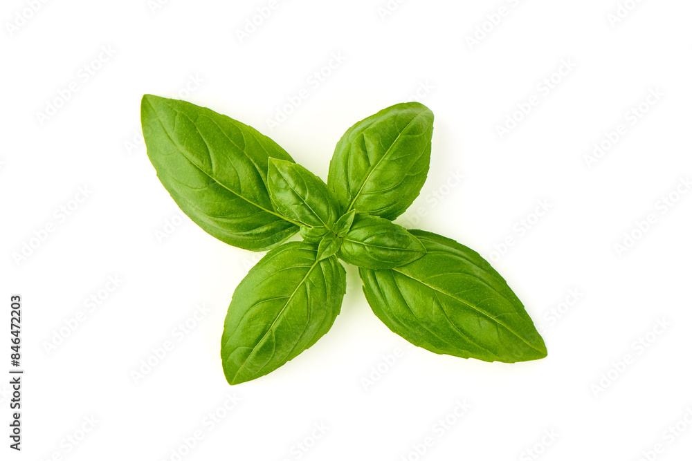 Fresh Green Basil Leaf, close-up, isolated on white background Fresh Green Basil Leaf, close-up, isolated on white background