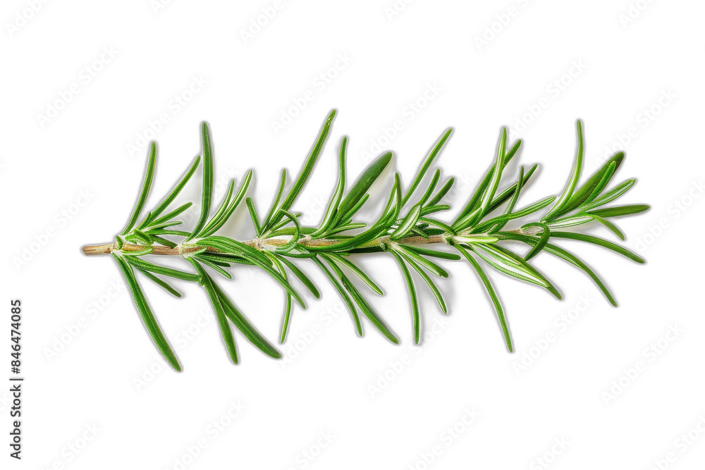 Spices of rosemary leaf on alpha background Spices of rosemary leaf on alpha background