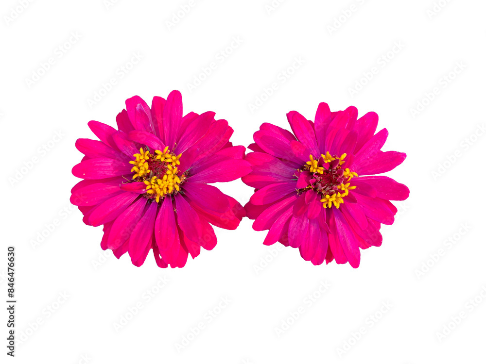Isolated top view of pink zinnia flowers on a white background. Soft and selective focus. Isolated top view of pink zinnia flowers on a white background. Soft and selective focus.