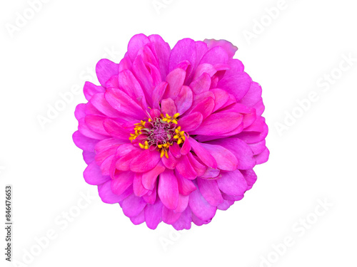 Isolated pink zinnia flowers on a white background. Soft and selective focus.