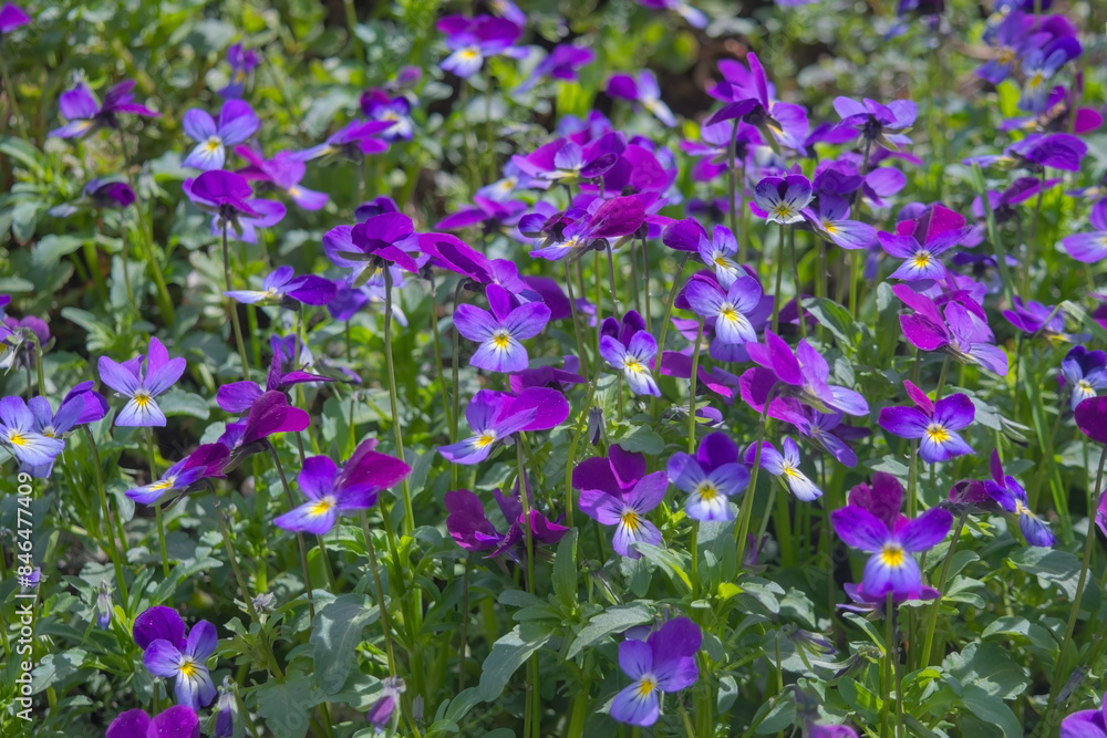 Wild violet Viola tricolor in full bloom. Flower of wild violet Viola tricolor close up. Wild violet Viola tricolor in full bloom. Flower of wild violet Viola tricolor close up.