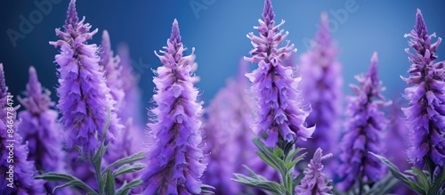 Vibrant purple trumpet shaped blooms of the Echium plantagineum create an exquisite sight in this captivating copy space image