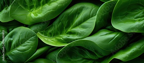 Freshly cut spinach forms an abstract background providing a vibrant and visually appealing copy space image photo