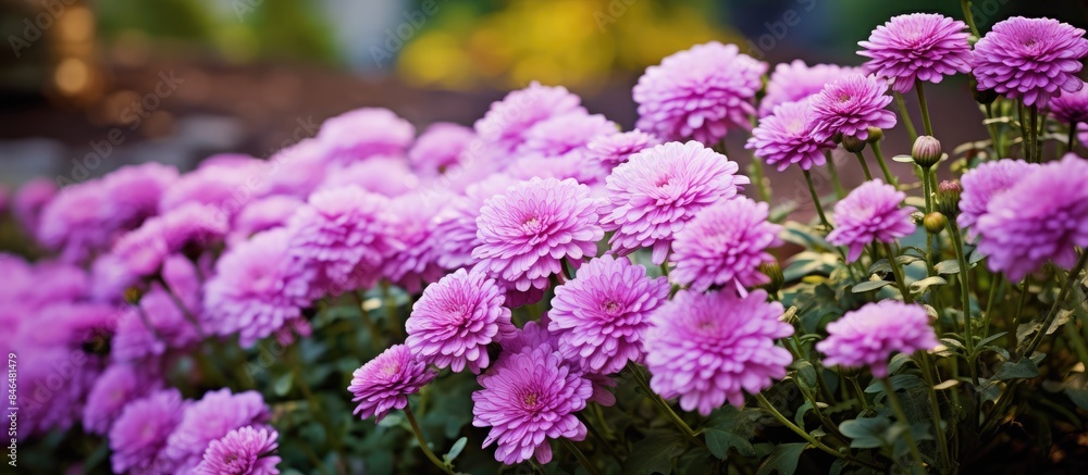 Obraz premium Garden with blooming purple chrysanthemums providing a beautiful copy space image