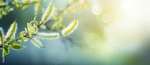 Spring brings forth the delicate catkins and sprouts of a tree gracefully set against a bokeh background in an enchanting copy space image © Gular