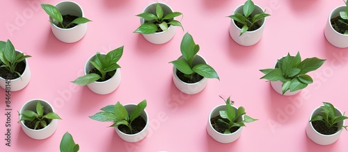 Fototapeta Naklejka Na Ścianę i Meble -  Green plants in white pots showcased from a top down perspective against a vibrant pink background with ample empty space for additional content