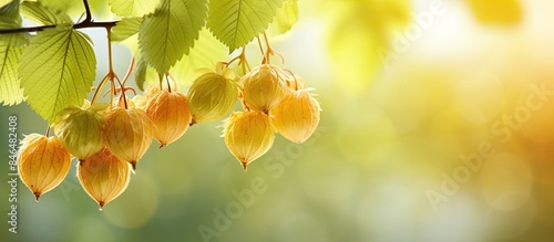 Fototapeta Naklejka Na Ścianę i Meble -  Copy space image of hornbeam fruits in the foreground against a beautifully blurred background with abundant bokeh