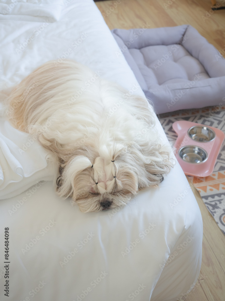 Cute Shih Tzu dog sleep on pillow in bed and blanket, dog feel happy time Cute Shih Tzu dog sleep on pillow in bed and blanket, dog feel happy time