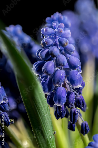 Blooming Muscari Alida flowers on a black background photo