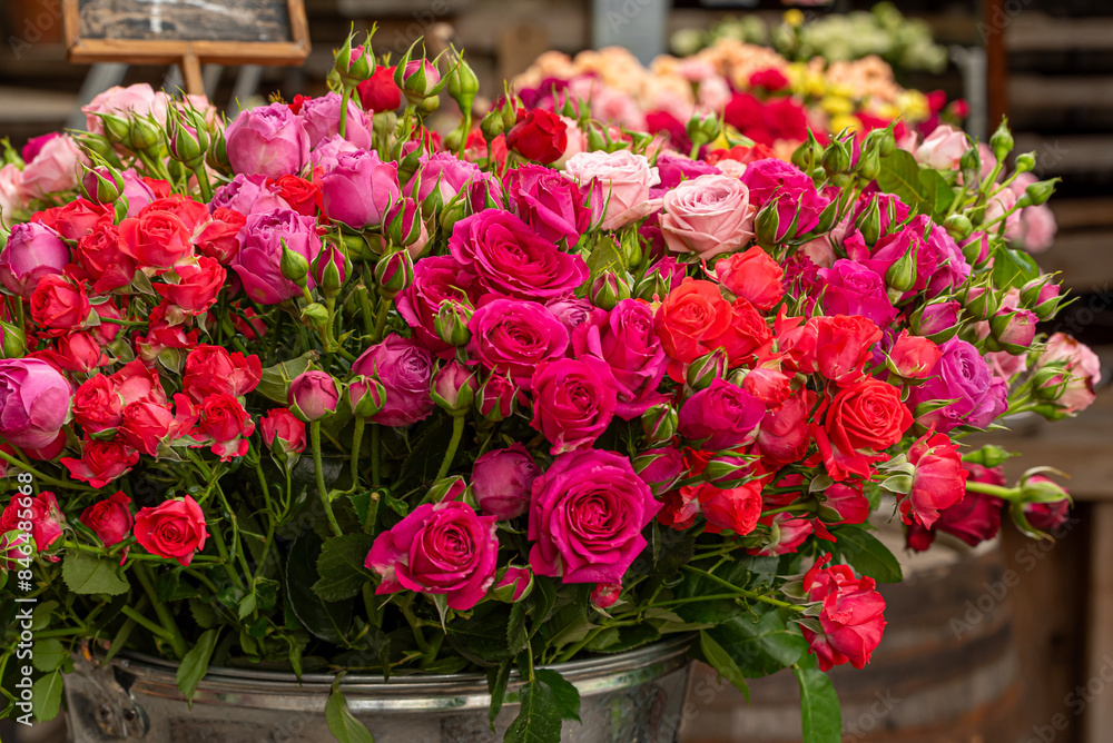 a bucket of fresh-cut roses multicolored a bucket of fresh-cut roses multicolored