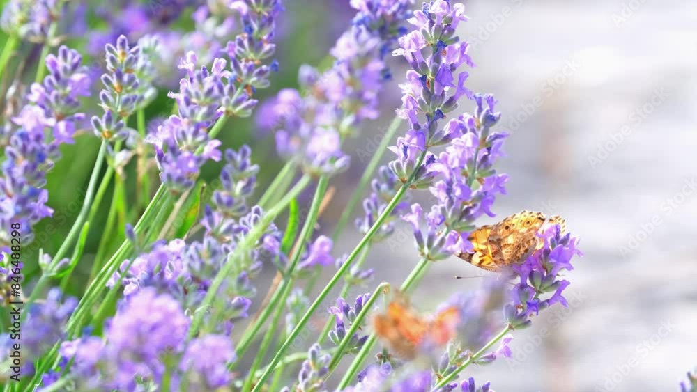 Butterflies on spring lavender flowers under sunlight. Beautiful landscape of nature with a panoramic view. Hi spring. long banner Butterflies on spring lavender flowers under sunlight. Beautiful landscape of nature with a panoramic view. Hi spring. long banner